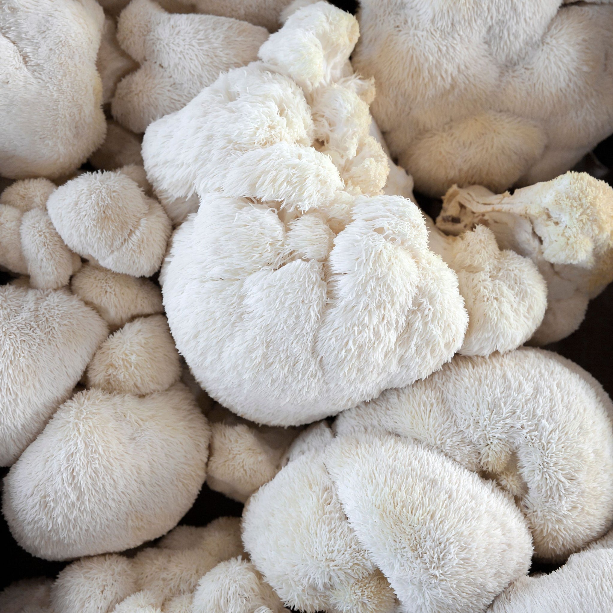 Barretta di Cioccolato Funzionale Focus - Stimolo Quotidiano per il Cervello con Lion's Mane e Cordyceps