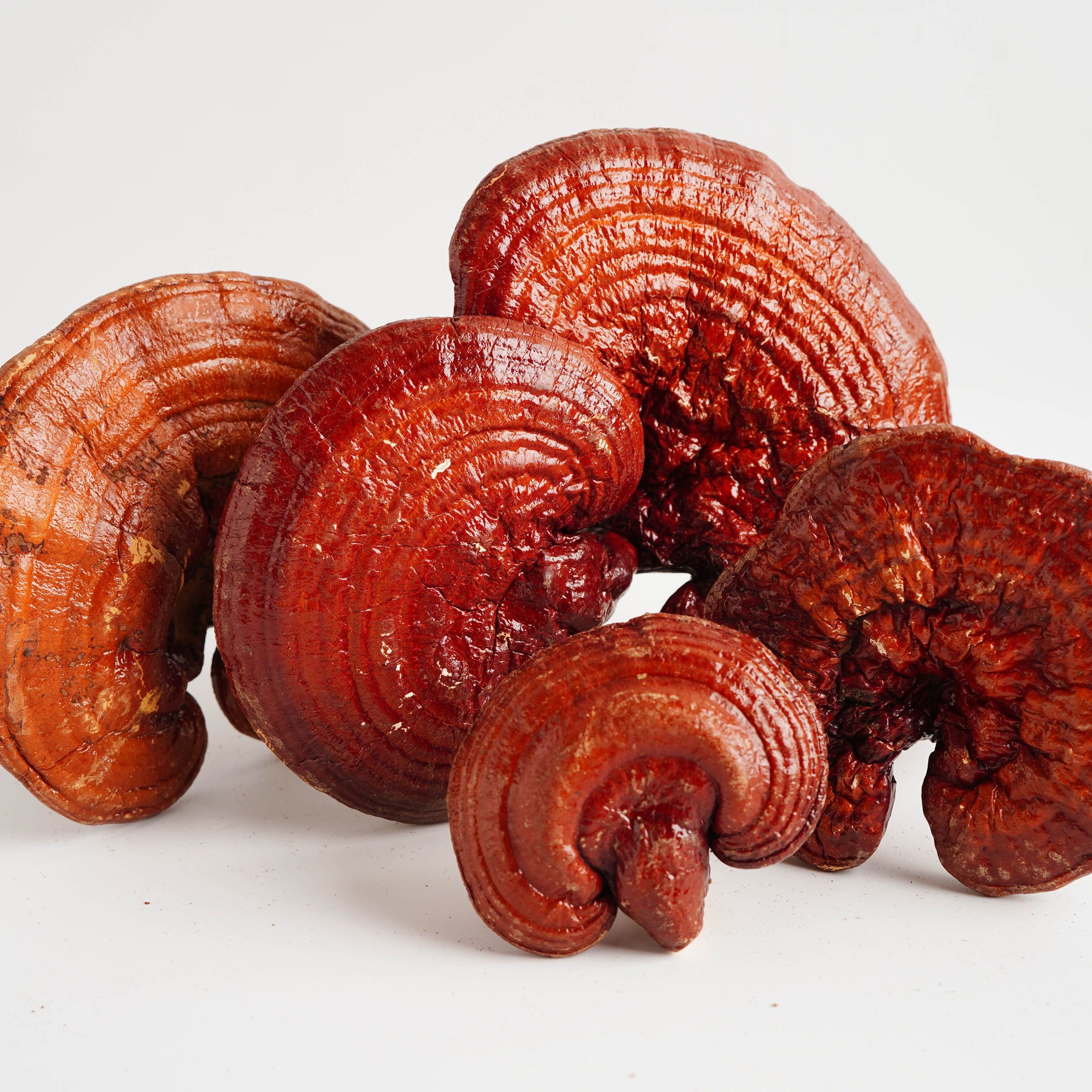 Barretta di Cioccolato Funzionale Mindfulness - Dose Quotidiana per Calma e Chiarezza con Reishi e Ashwagandha