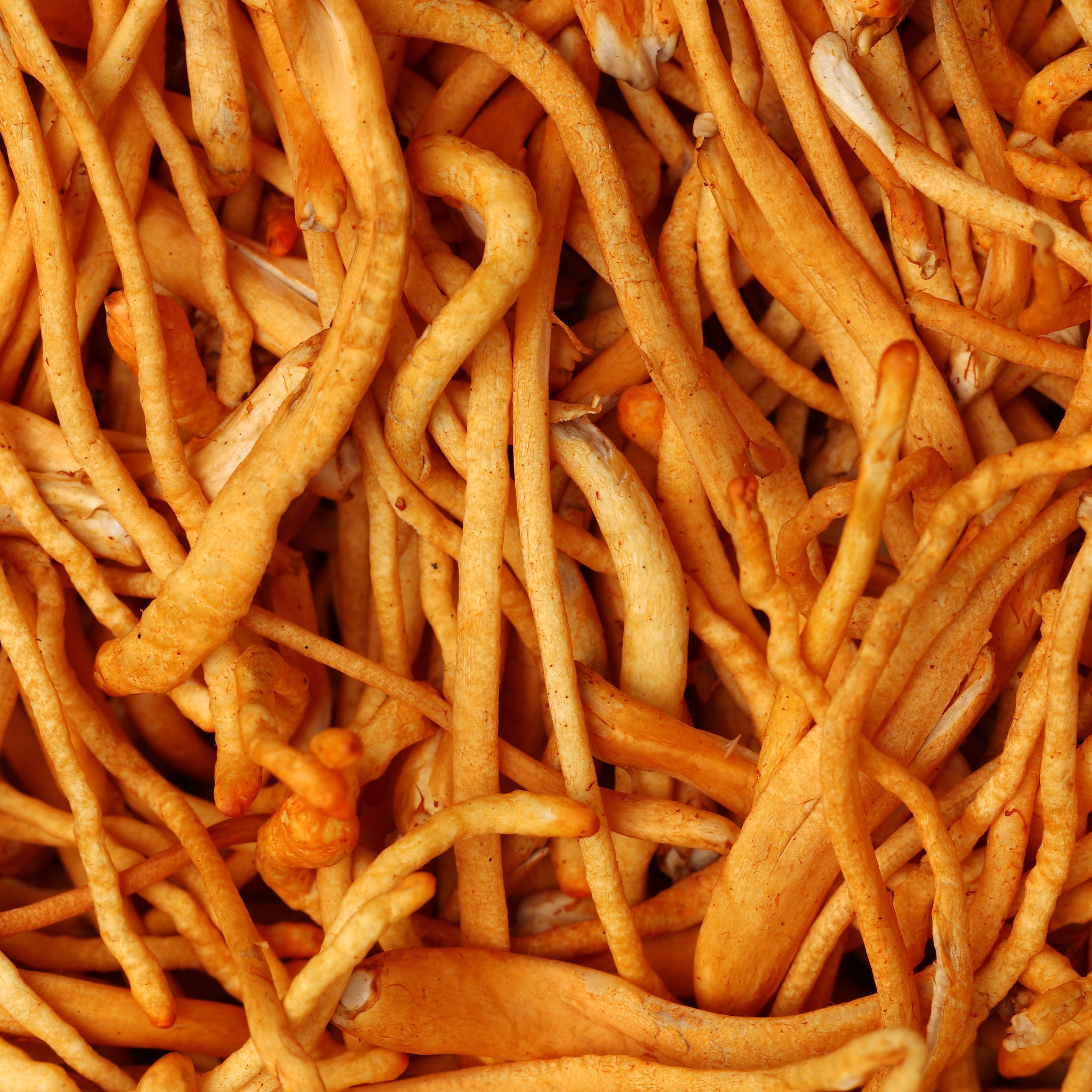 Barretta di Cioccolato Funzionale Focus - Stimolo Quotidiano per il Cervello con Lion's Mane e Cordyceps
