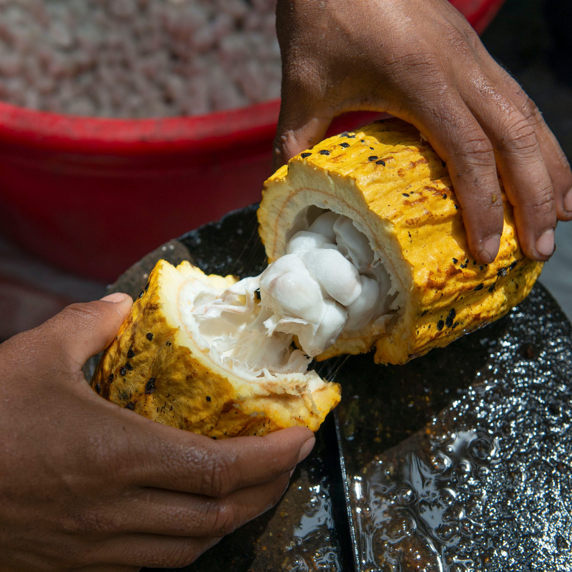 Zumo Hidratante de Fruta de Cacao
